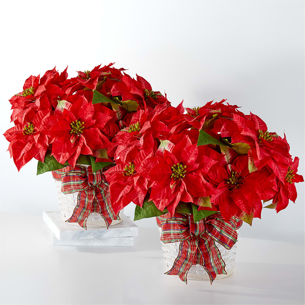 Happiest Holidays Poinsettia Bundle – City Market, Grand Junction CO