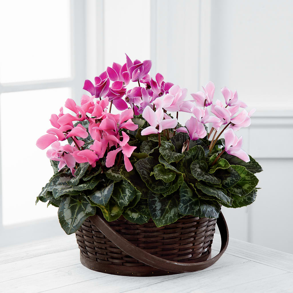 Mixed Cyclamen Planter – City Market, Grand Junction CO