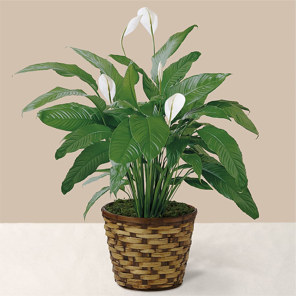 Tranquil Moments Peace Lily Plant – City Market, Grand Junction CO