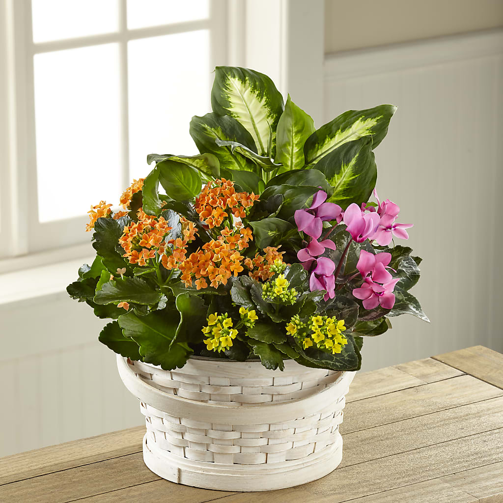 Color Crush Dishgarden – City Market, Grand Junction CO