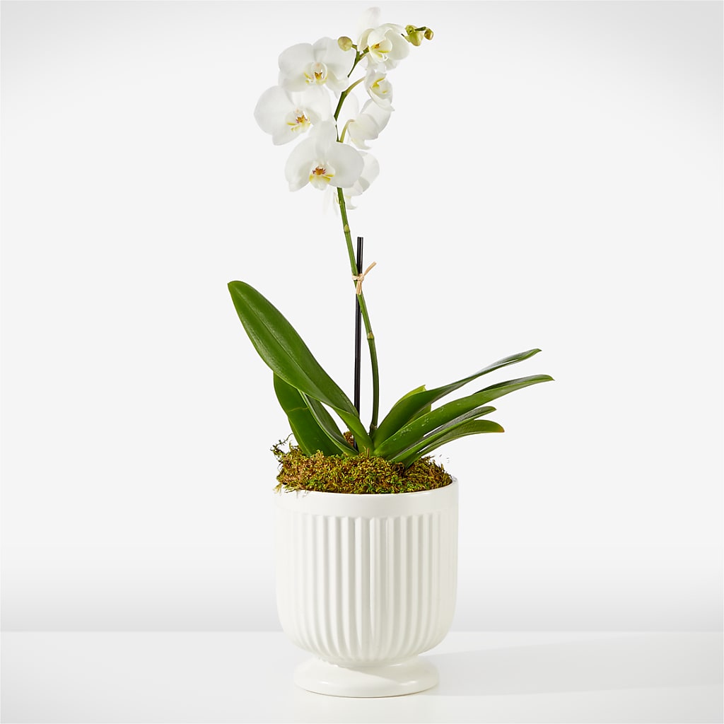 Whispering White Orchid – City Market, Grand Junction CO