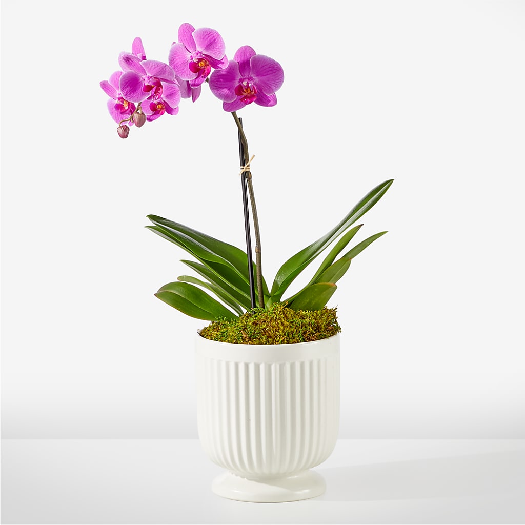 Friendly Fuchsia Orchid – City Market, Grand Junction CO