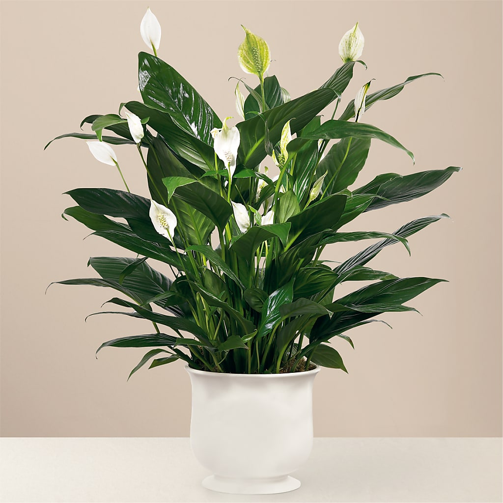 Comfort Planter – City Market, Grand Junction CO
