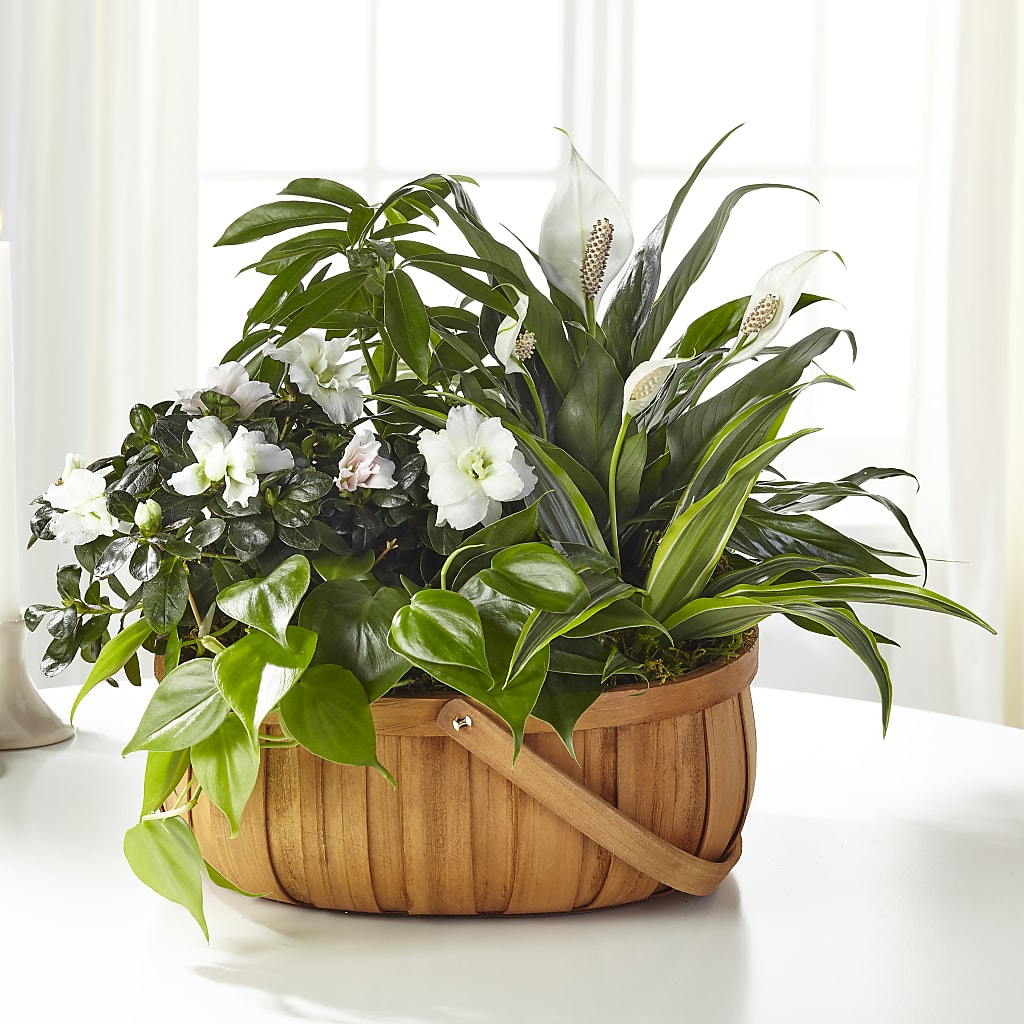 Serene Dishgarden – City Market, Grand Junction CO