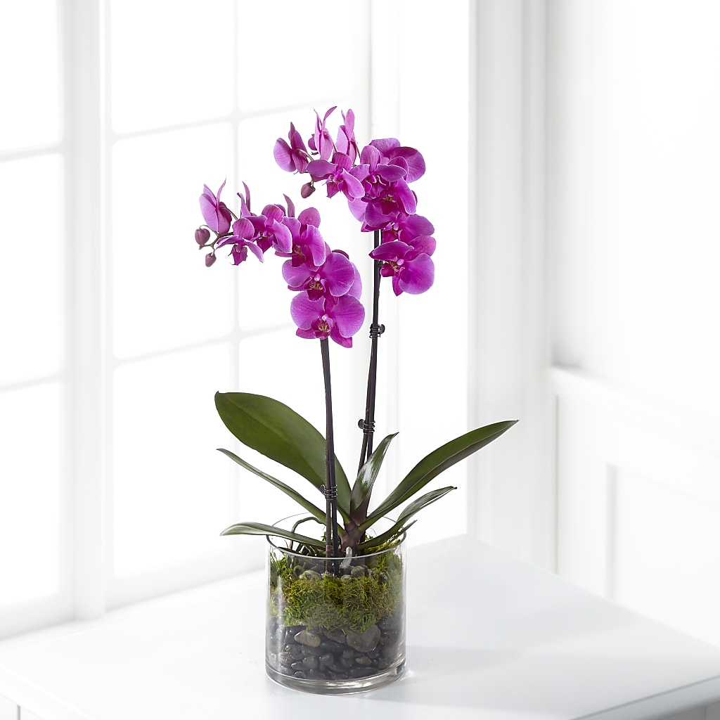 Pink Orchid Plant – City Market, Grand Junction CO