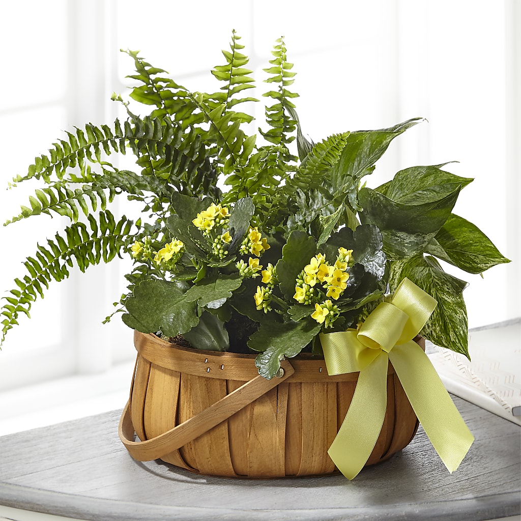 Always Dear Dishgarden – City Market, Grand Junction CO