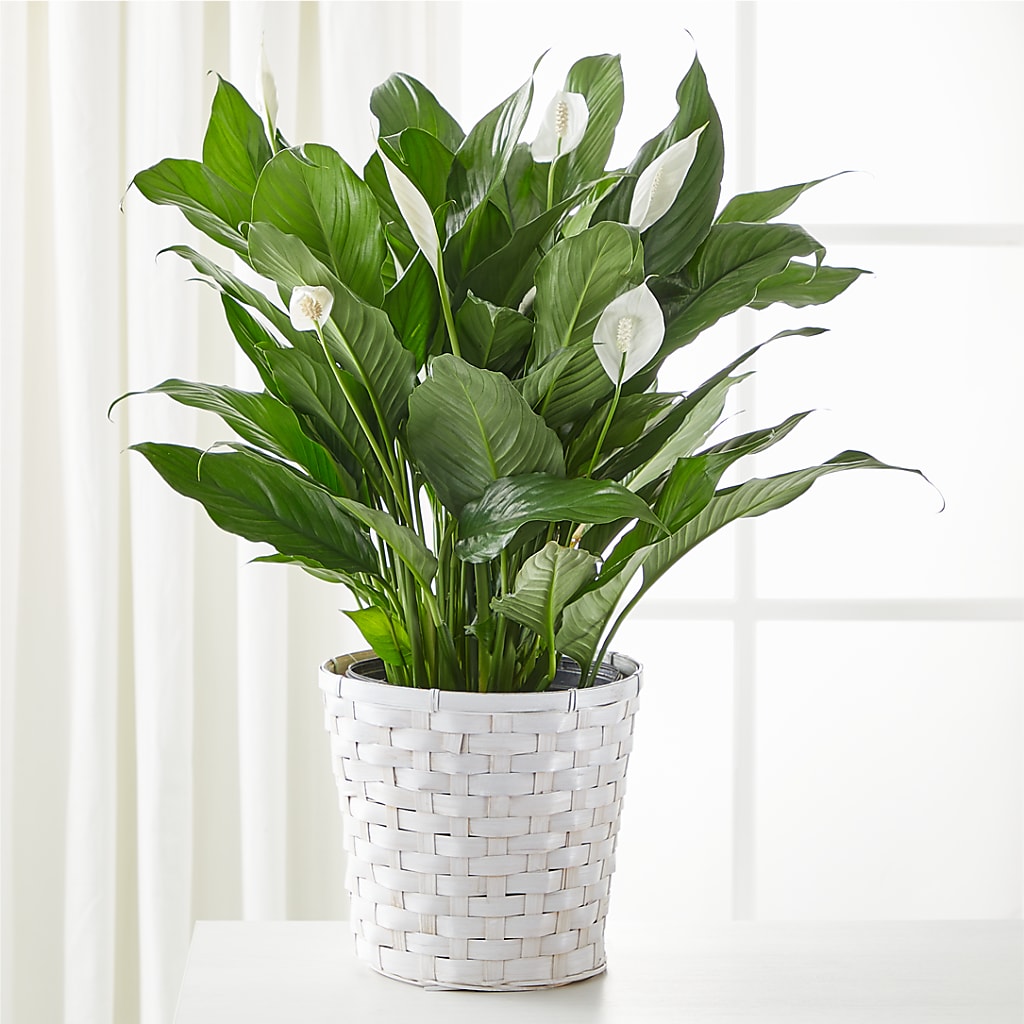 A New Leaf Peace Lily – City Market, Grand Junction CO