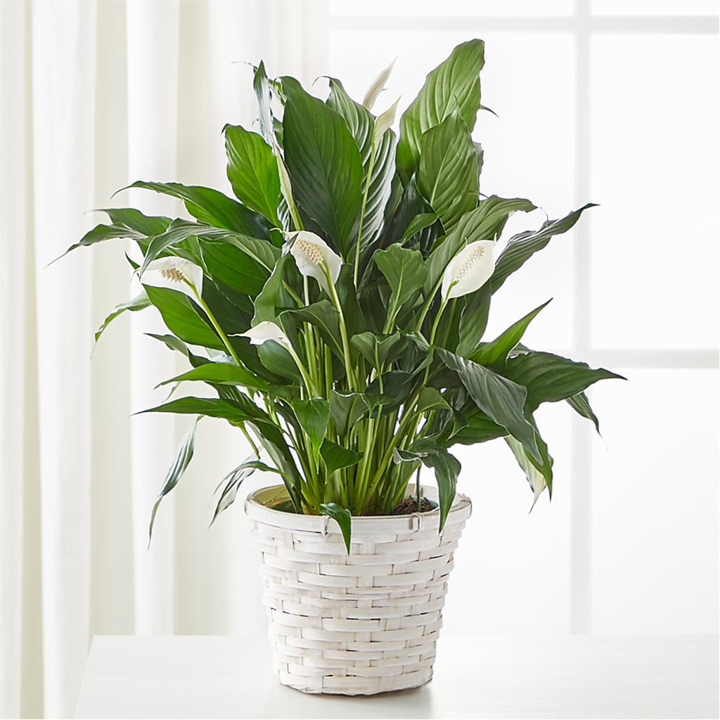 A New Leaf Peace Lily – City Market, Grand Junction CO