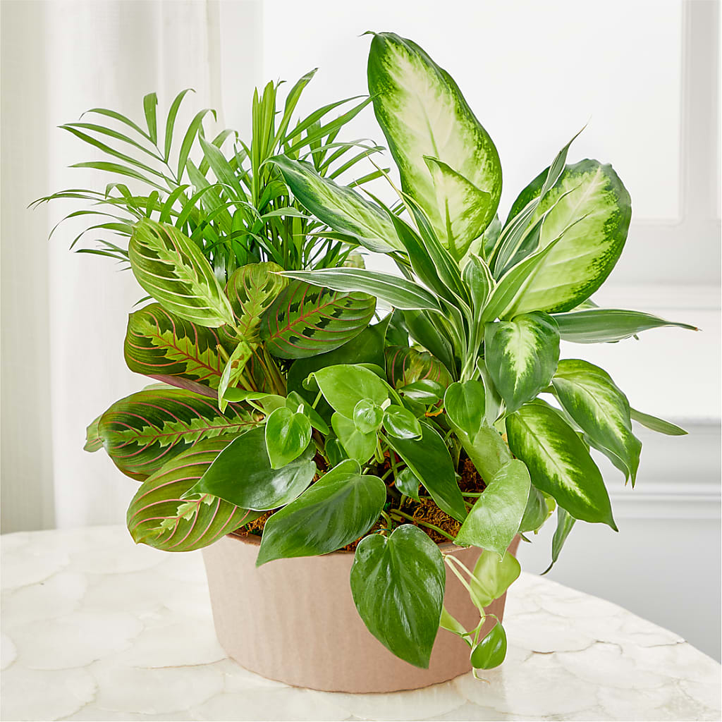Balance & Harmony Dishgarden – City Market, Grand Junction CO