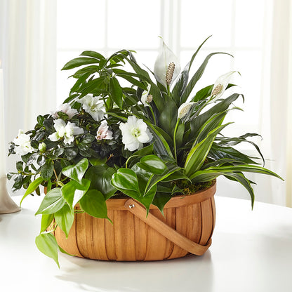 Serene Dishgarden –  City Market, Grand Junction CO