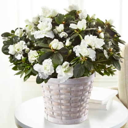 White Azalea Plant –  City Market, Grand Junction CO