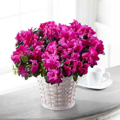 Hope & Serenity Azalea Plant –  City Market, Grand Junction CO