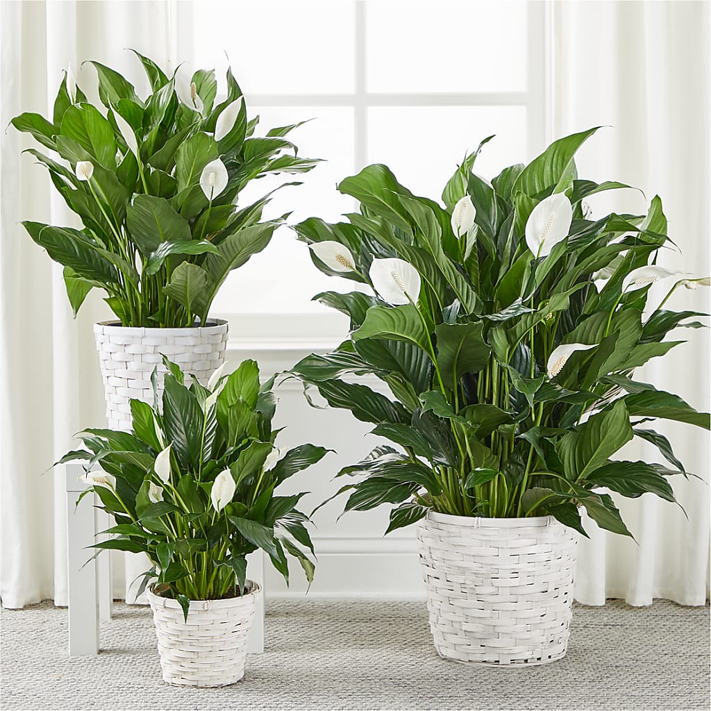 A New Leaf Peace Lily –  City Market, Grand Junction CO